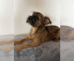 Small Photo #7 Brussels Griffon Puppy For Sale in SAGINAW, MI, USA