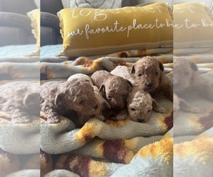 Poodle (Toy) Puppy for sale in LIVE OAK, FL, USA