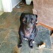 Small Photo #1 Cane Corso Puppy For Sale in PANHANDLE, TX, USA