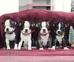 Small #2 Boston Terrier