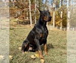 Small #4 Doberman Pinscher