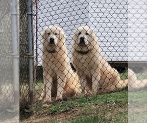 Great Pyrenees Dogs for adoption in Winston Salem, NC, USA