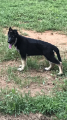 German Shepherd Dog Puppy for sale in CLAREMONT, NC, USA