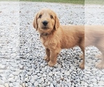 Puppy Cash green Goldendoodle