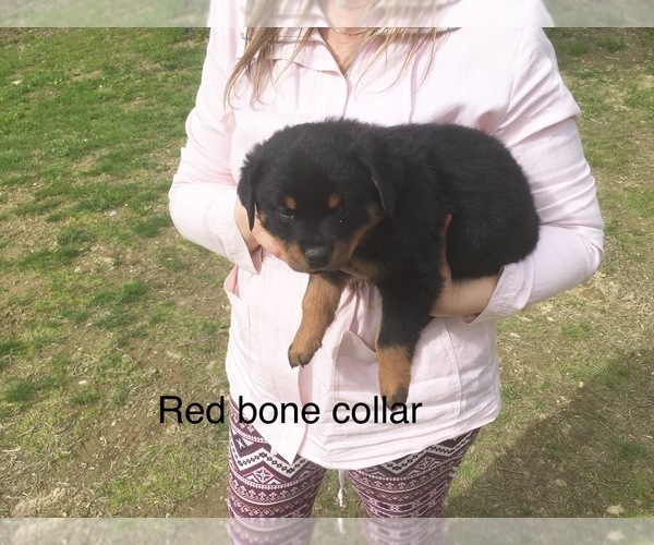 Medium Photo #4 Rottweiler Puppy For Sale in WINDSOR, ME, USA