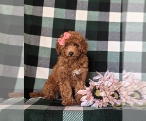 Goldendoodle (Miniature) Puppy for sale in COCHRANVILLE, PA, USA