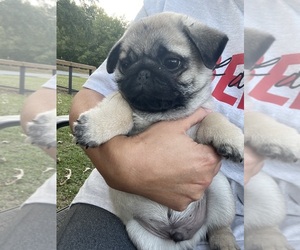Pug Puppy for sale in LIBERTY, SC, USA