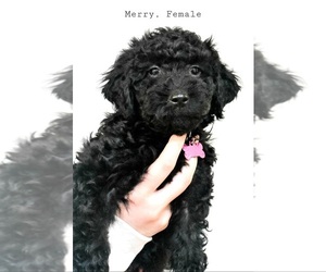 Aussiedoodle Miniature Puppy for sale in MARYSVILLE, WA, USA
