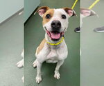 Rayne - Female Mutt Dog for Adoption - Small photo