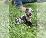 Small Photo #47 Catahoula Leopard Dog Puppy For Sale in BUSHNELL, IL, USA