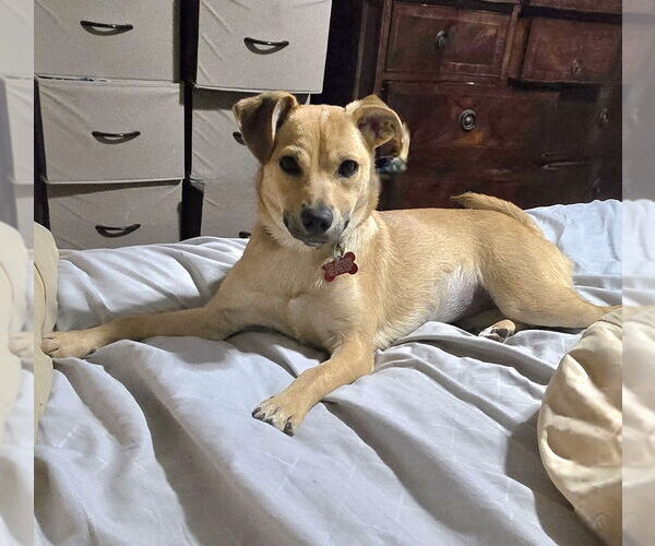 Medium Photo #7 Chihuahua-Unknown Mix Puppy For Sale in Springdale, PA, USA