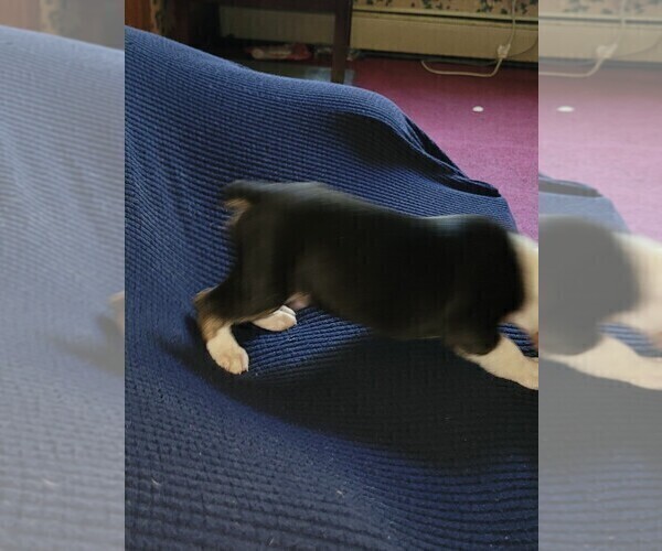 Medium Photo #6 Olde English Bulldogge Puppy For Sale in HAMLER, OH, USA