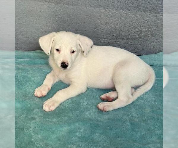 Medium Photo #3 Pointer-Unknown Mix Puppy For Sale in San Diego, CA, USA