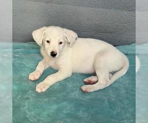 Donte - Male Pointer-Unknown Mix Dog for Adoption - Photo #3
