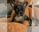 Small Photo #6 French Bulldog Puppy For Sale in HIGHLAND MILLS, NY, USA