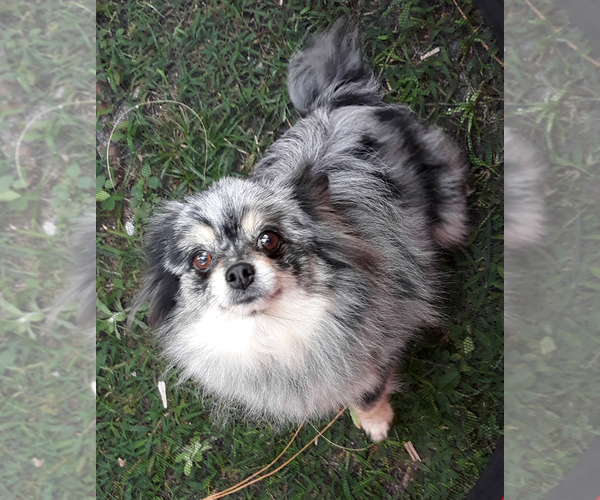 Medium Photo #1 Pomeranian Puppy For Sale in WEST PALM BEACH, FL, USA