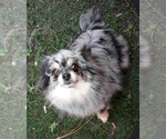 Small Photo #1 Pomeranian Puppy For Sale in WEST PALM BEACH, FL, USA