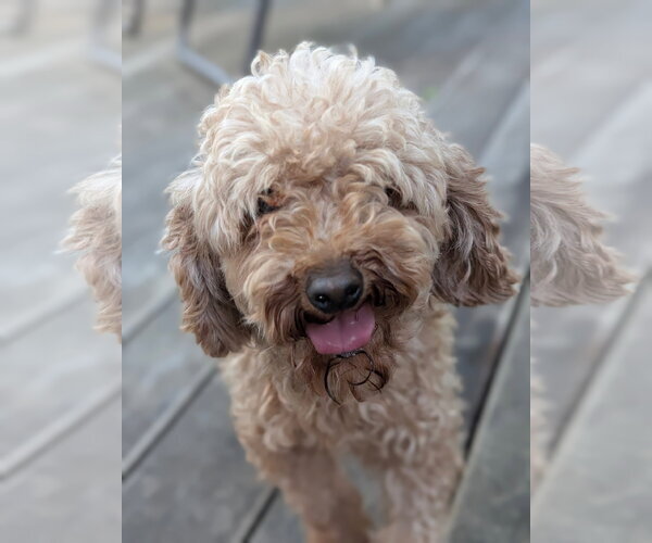 Medium Photo #2 Poodle (Toy) Puppy For Sale in Tenafly, NJ, USA