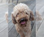 Small #1 Poodle (Toy)