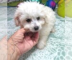 Small #5 Maltipoo
