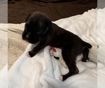 Small #6 Boxer