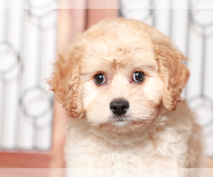Cavachon Puppy for sale in NAPLES, FL, USA