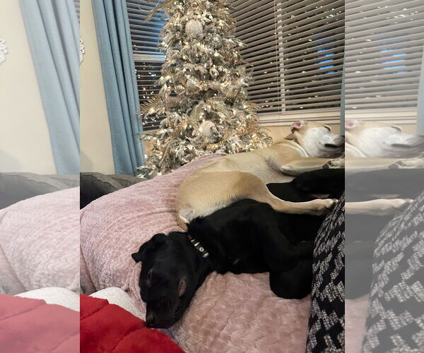 Medium Photo #11 Labrador Retriever-Unknown Mix Puppy For Sale in Sandy, UT, USA