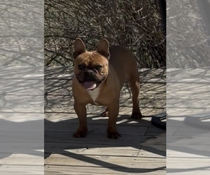 French Bulldog Puppy for sale in SIOUX FALLS, SD, USA