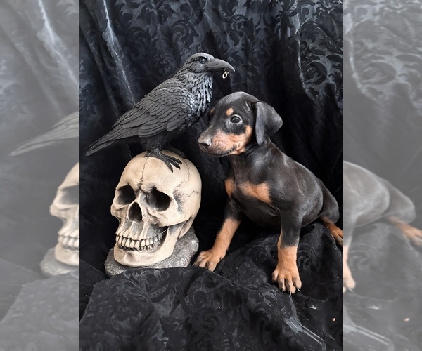 Medium Photo #32 Doberman Pinscher Puppy For Sale in YUCCA VALLEY, CA, USA