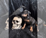 Small Photo #32 Doberman Pinscher Puppy For Sale in YUCCA VALLEY, CA, USA