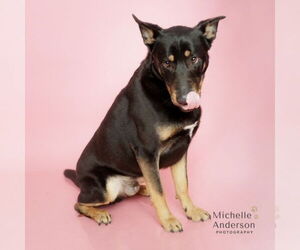 MURPHY - Male German Shepherd Dog Dog for Adoption - Photo #2