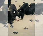 Small Photo #2 Siberian Husky Puppy For Sale in BAKERSFIELD, CA, USA