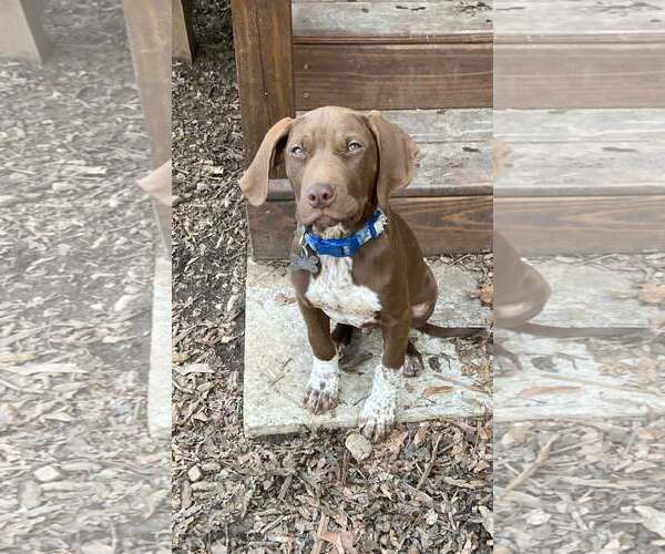 Medium Photo #3 Labrador Retriever-Unknown Mix Puppy For Sale in Holly Springs, NC, USA