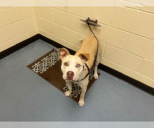 Labrador Retriever-Siberian Husky Mix Dogs for adoption in Denver, CO, USA