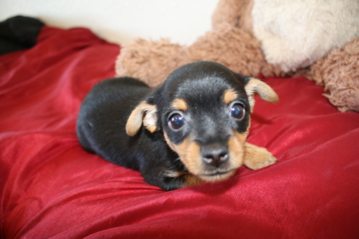 Medium Photo #1 Chorkie Puppy For Sale in SAN ANTONIO, TX, USA