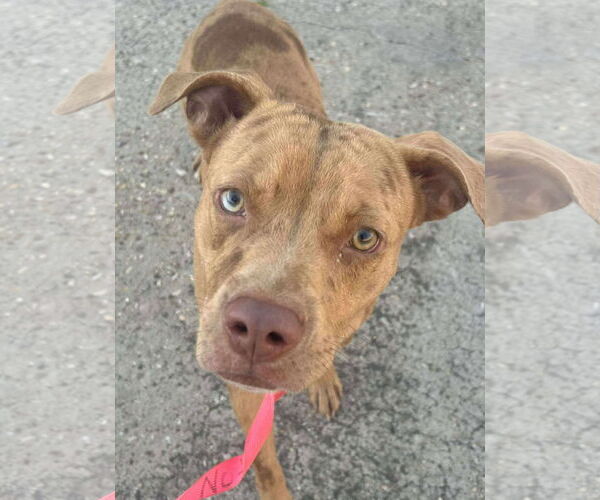 Medium Photo #3 Mutt Puppy For Sale in Oakhurst, NJ, USA