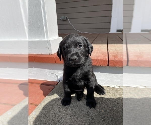 Medium Photo #4 Labrador Retriever Puppy For Sale in TACOMA, WA, USA