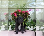 Small Photo #7 Australian Shepherd Puppy For Sale in ROCKY FACE, GA, USA