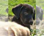 Small Photo #3 Labrador Retriever Puppy For Sale in CHARITON, IA, USA
