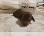 Puppy 5 Dachshund