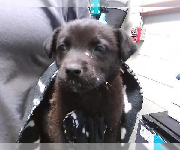 Medium Photo #1 Labrador Retriever Puppy For Sale in Tulsa, OK, USA