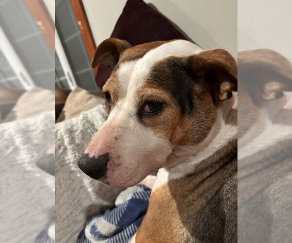 Medium Photo #14 Boxer-Unknown Mix Puppy For Sale in Canton, CT, USA