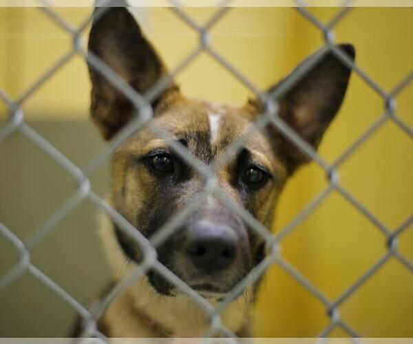 Medium Photo #1 German Shepherd Dog Puppy For Sale in Tulsa, OK, USA