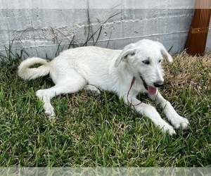 Shepadoodle Puppy for sale in FLORENCE, TX, USA