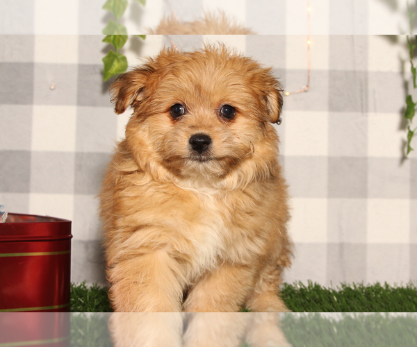 Medium Photo #1 Pom-A-Poo Puppy For Sale in MARIETTA, GA, USA