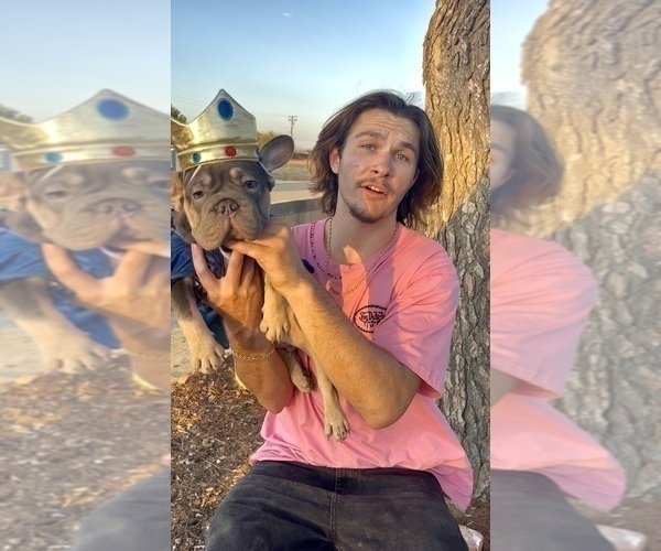 Medium Photo #31 French Bulldog Puppy For Sale in SPRINGFIELD, MA, USA