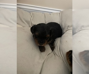 Yorkshire Terrier Puppy for sale in DAVIE, FL, USA