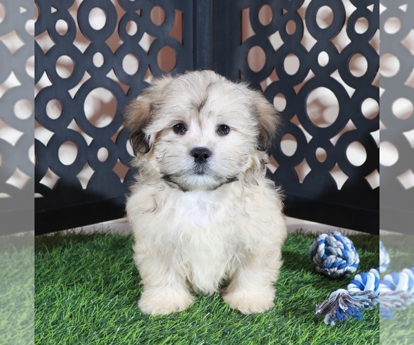 Medium Photo #3 Shorkie Tzu Puppy For Sale in MOUNT VERNON, OH, USA