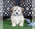 Pumpkin - Male Shorkie Tzu Puppy for Sale - Photo #3