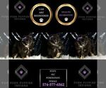 Small Photo #6 Pomeranian Puppy For Sale in WARSAW, IN, USA